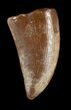 Bargain, Timurlengia (Tyrannosaur) Tooth - Uzbekistan #48021-1